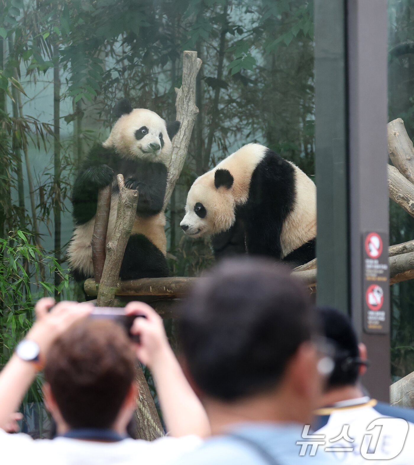 본문 이미지 - 세계 생물다양성의 날인 22일 경기 용인시 처인구 에버랜드 판다월드에서 쌍둥이 관람객들이 아기판다 루이바오·후이바오를 관람하고 있다. 2025.5.22/뉴스1 ⓒ News1 김영운 기자