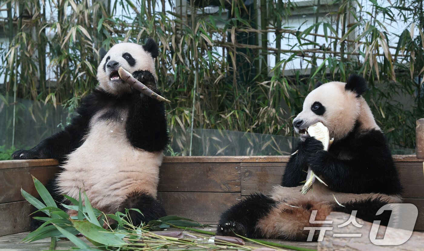 본문 이미지 - 세계 생물다양성의 날인 22일 경기 용인시 처인구 에버랜드 판다월드에서 쌍둥이 아기판다 루이바오·후이바오가 먹이를 먹고 있다. 2025.5.22/뉴스1 ⓒ News1 김영운 기자
