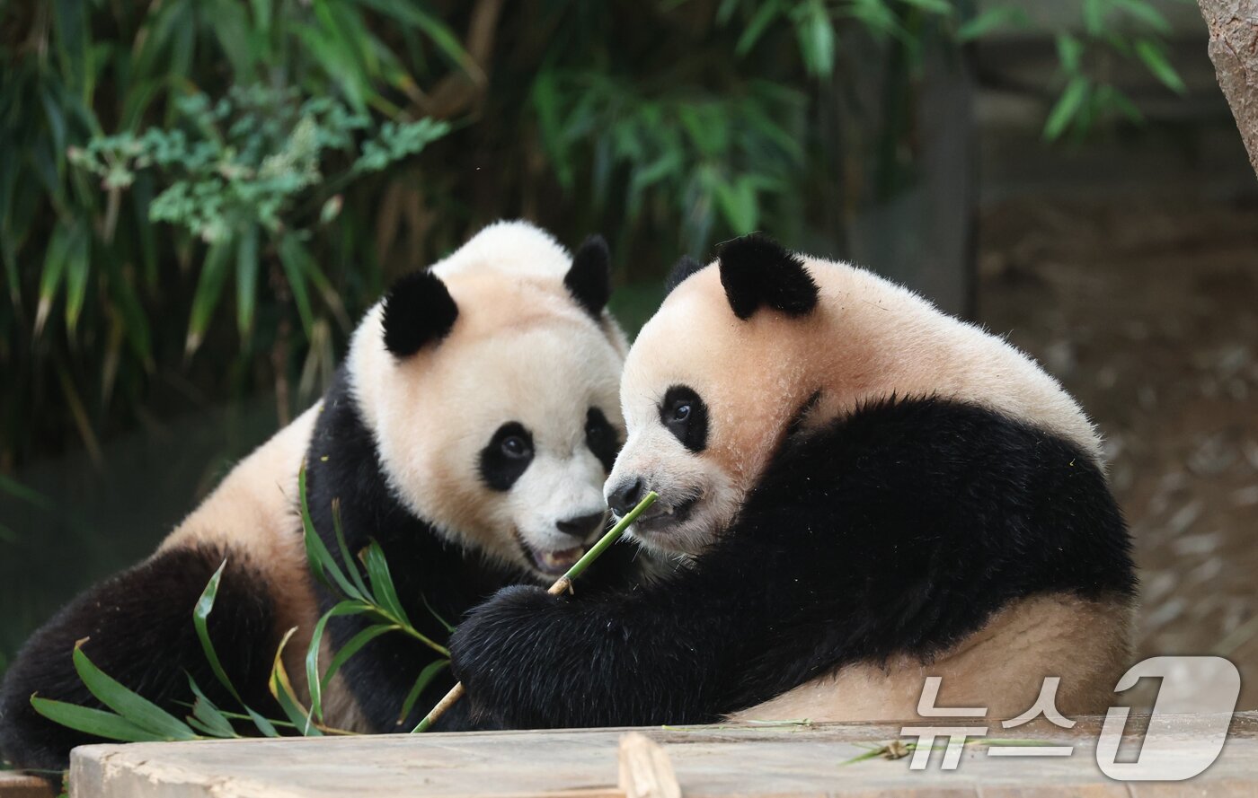 본문 이미지 - 세계 생물다양성의 날인 22일 경기 용인시 처인구 에버랜드 판다월드에서 쌍둥이 아기판다 루이바오·후이바오가 먹이를 먹고 있다. 2025.5.22/뉴스1 ⓒ News1 김영운 기자