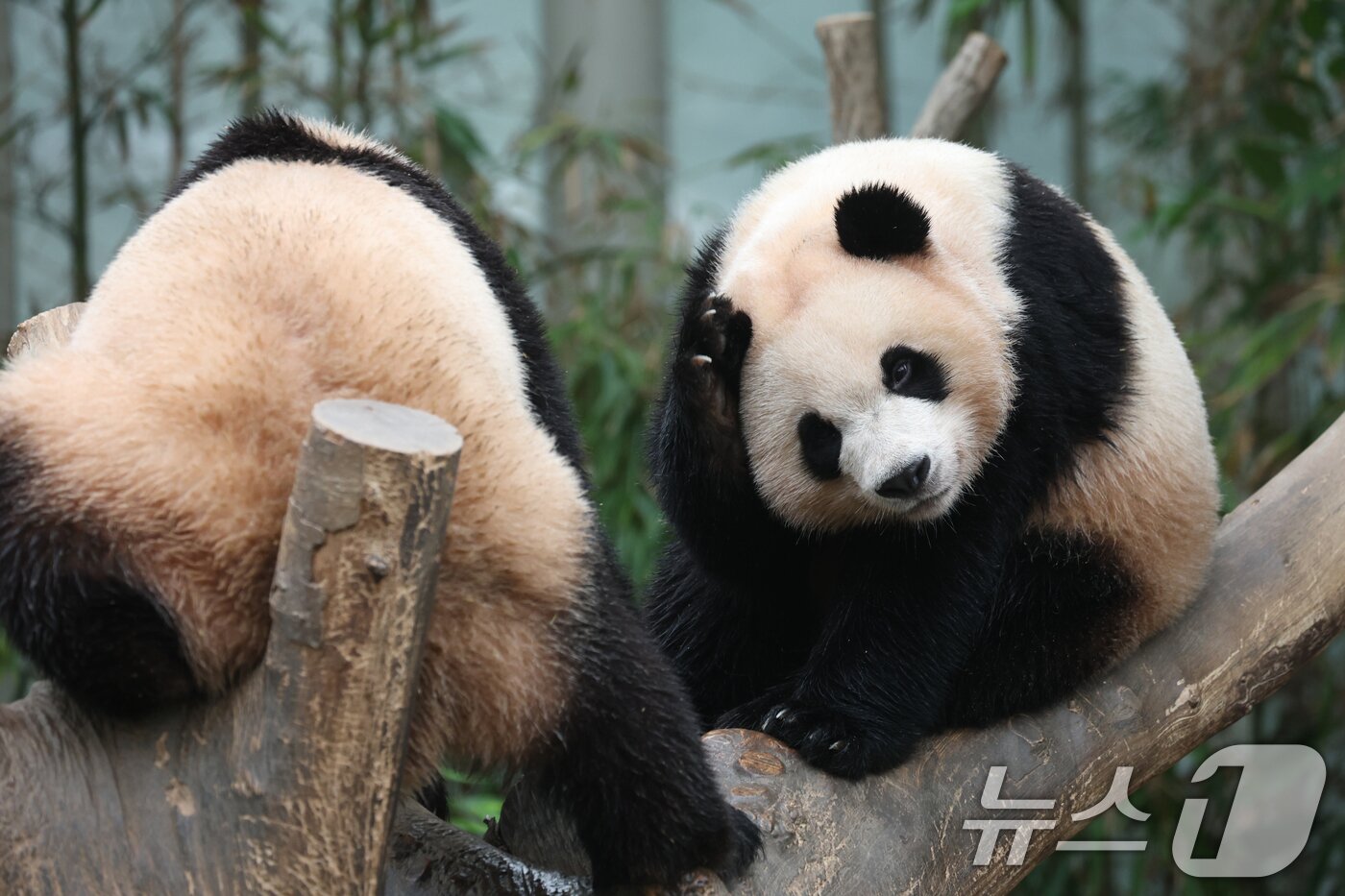 본문 이미지 - 세계 생물다양성의 날인 22일 경기 용인시 처인구 에버랜드 판다월드에서 쌍둥이 아기판다 루이바오·후이바오가 활동을 하고 있다. 2025.5.22/뉴스1 ⓒ News1 김영운 기자