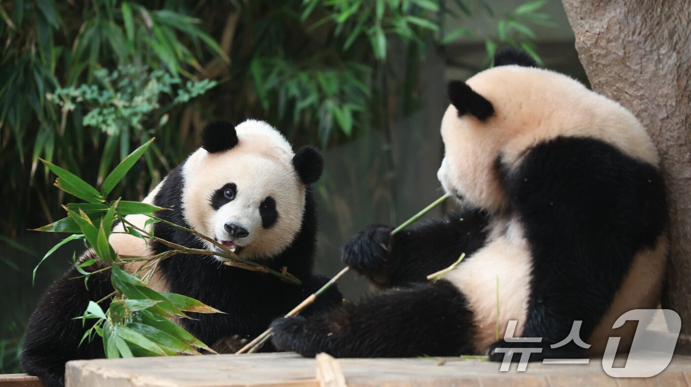 본문 이미지 - 세계 생물다양성의 날인 22일 경기 용인시 처인구 에버랜드 판다월드에서 쌍둥이 아기판다 루이바오·후이바오가 먹이를 먹고 있다. 2025.5.22/뉴스1 ⓒ News1 김영운 기자