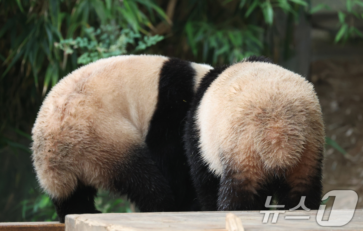 (용인=뉴스1) 김영운 기자 = 세계 생물다양성의 날인 22일 경기 용인시 처인구 에버랜드 판다월드에서 쌍둥이 아기판다 루이바오·후이바오가 활동을 하고 있다.'세계 생물다양성의 날 …