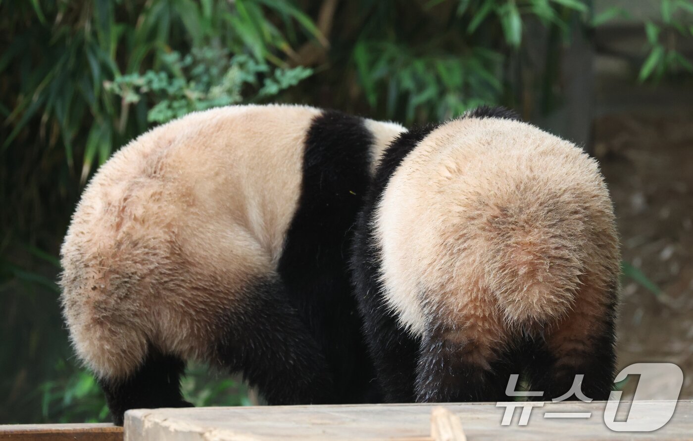 본문 이미지 - 세계 생물다양성의 날인 22일 경기 용인시 처인구 에버랜드 판다월드에서 쌍둥이 아기판다 루이바오·후이바오와 엄마 아이바오가 활동을 하고 있다. 2025.5.22/뉴스1 ⓒ News1 김영운 기자