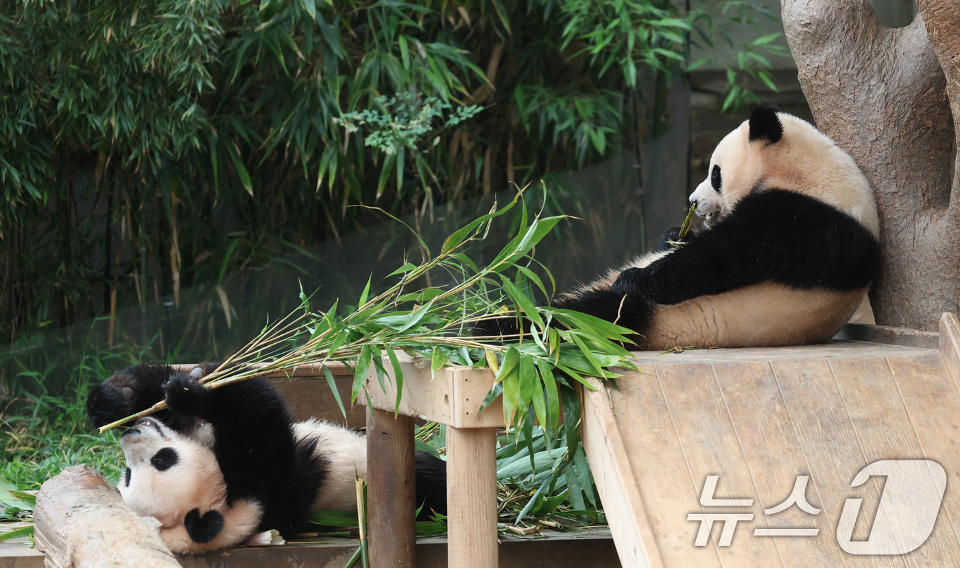(용인=뉴스1) 김영운 기자 = 세계 생물다양성의 날인 22일 경기 용인시 처인구 에버랜드 판다월드에서 쌍둥이 아기판다 루이바오·후이바오가 먹이를 먹고 있다.'세계 생물다양성의 날 …
