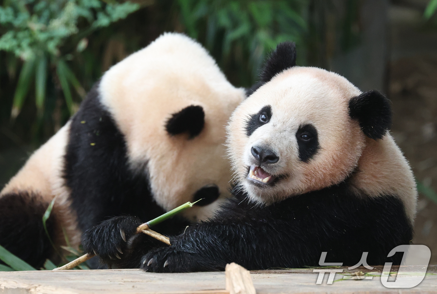 (용인=뉴스1) 김영운 기자 = 세계 생물다양성의 날인 22일 경기 용인시 처인구 에버랜드 판다월드에서 쌍둥이 아기판다 루이바오·후이바오가 먹이를 먹고 있다.'세계 생물다양성의 날 …