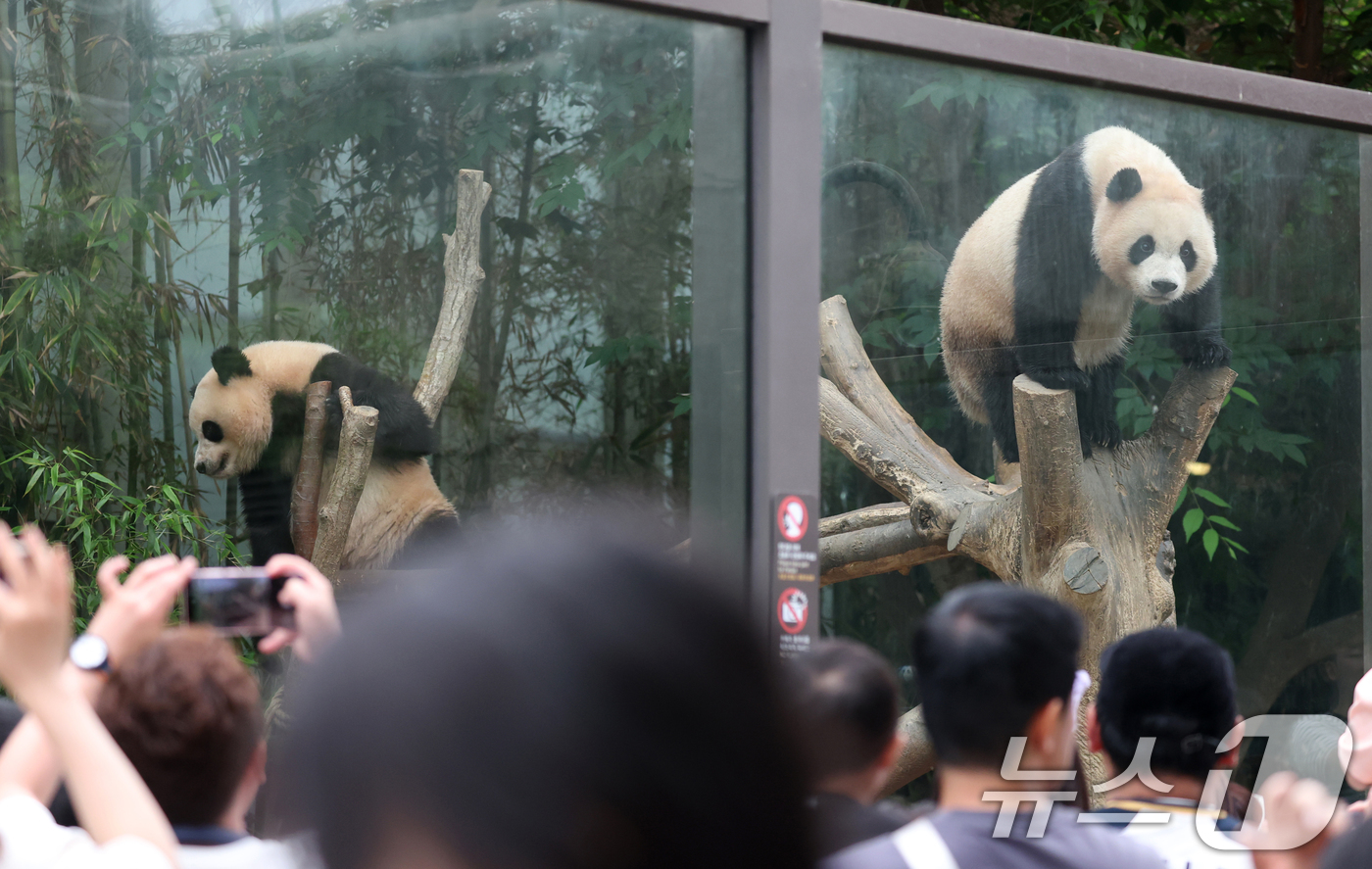 (용인=뉴스1) 김영운 기자 = 세계 생물다양성의 날인 22일 경기 용인시 처인구 에버랜드 판다월드에서 관람객들이 쌍둥이 아기판다 루이바오·후이바오를 관람하고 있다.'세계 생물다양 …