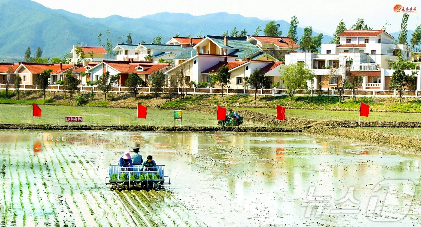 (평양 노동신문=뉴스1) = 북한 노동당 기관지 노동신문은 22일 금야군 사룡농장에서 "새 살림집(주택) 안겨준 당의 은덕에 보답할 열의 안고 농장벌에 푸른 주단 펼쳐간다"고 선전 …