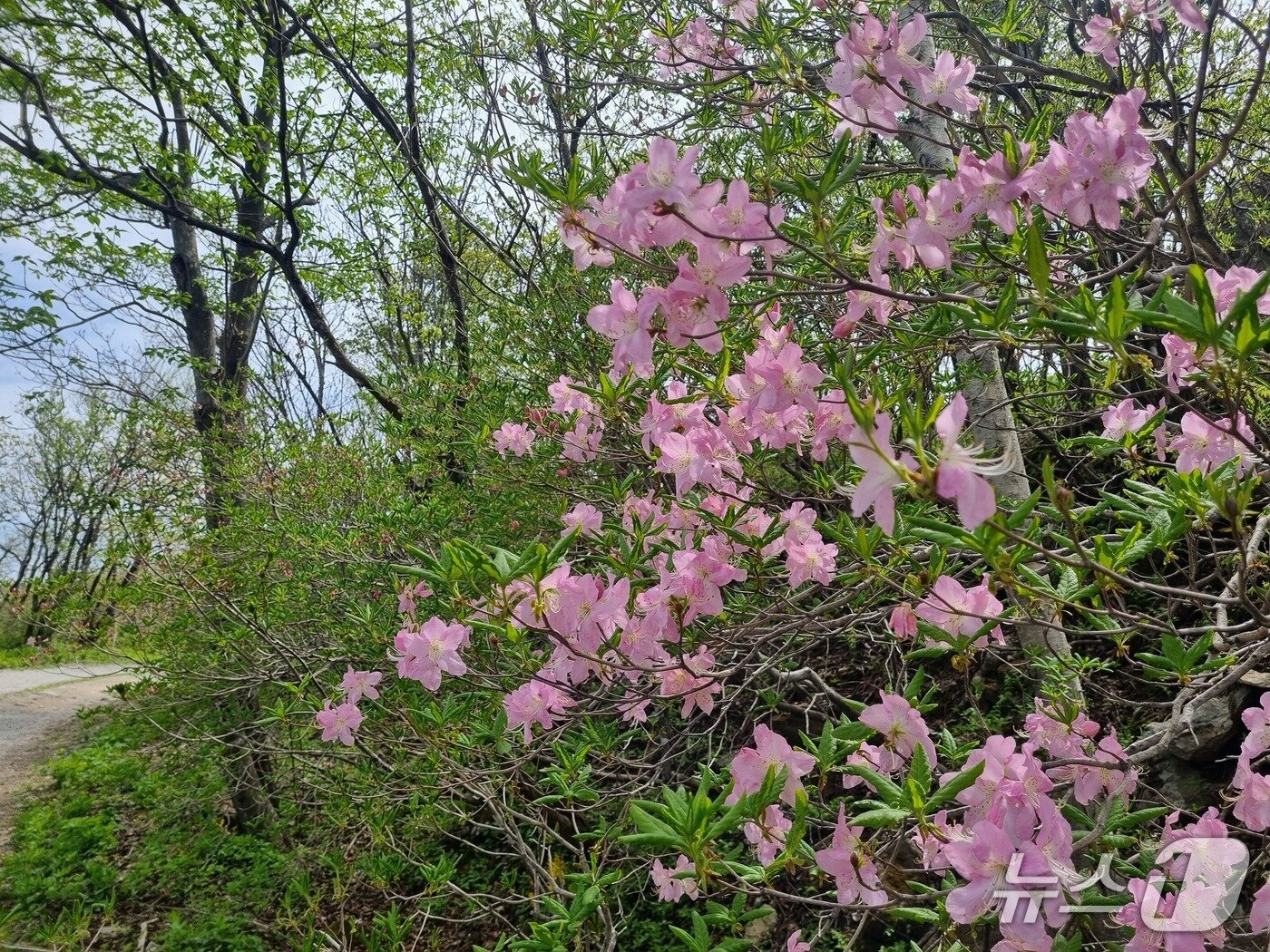 본문 이미지 - 소백산 정상부에 핀 철쭉이 개화를 시작했다.(소백산 국립공원 제공. 재판매 및 DB금지)/뉴스1 