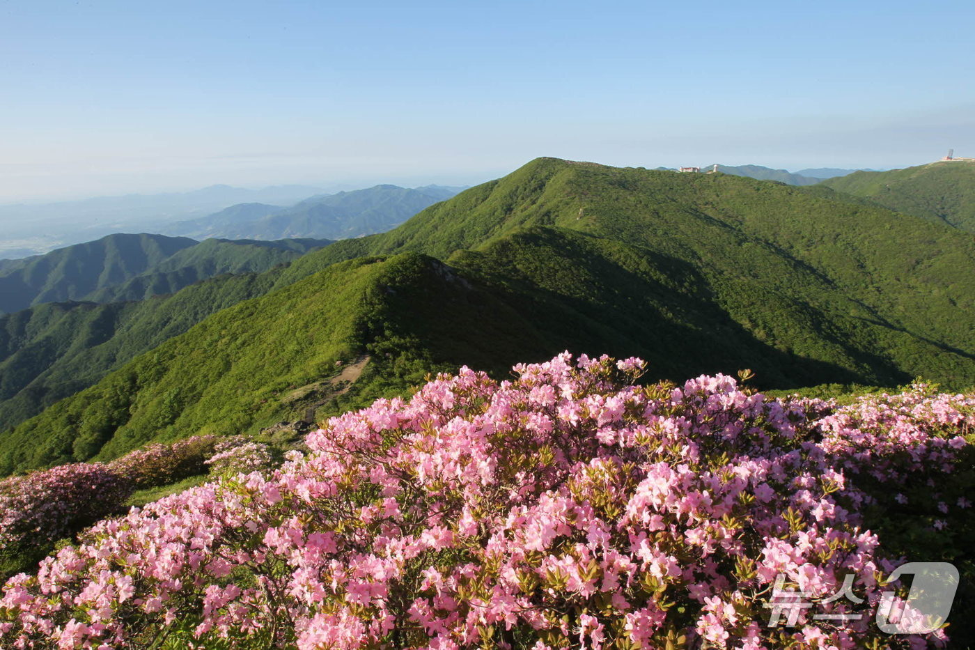 본문 이미지 - 지난해 소백산 정상부에 핀 철쭉.(단양군 제공. 재판매 및 DB금지)/뉴스1 