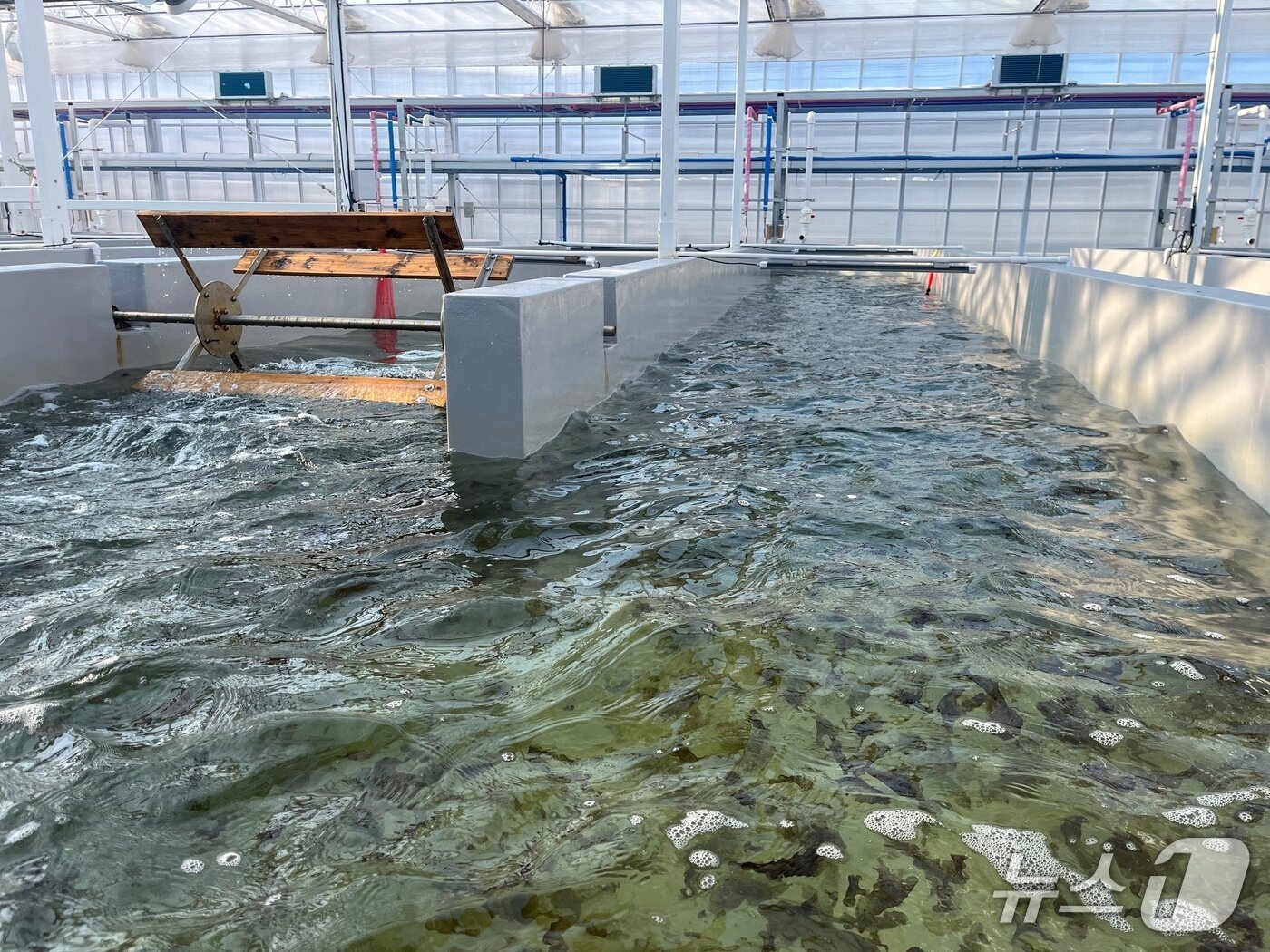 본문 이미지 - 전북자치도 수산기술연구소에서 김 육상 양식 테스트가 진행되고 있다.&#40;전북자치도 제공. 재판매 및 DB금지&#41;/뉴스1