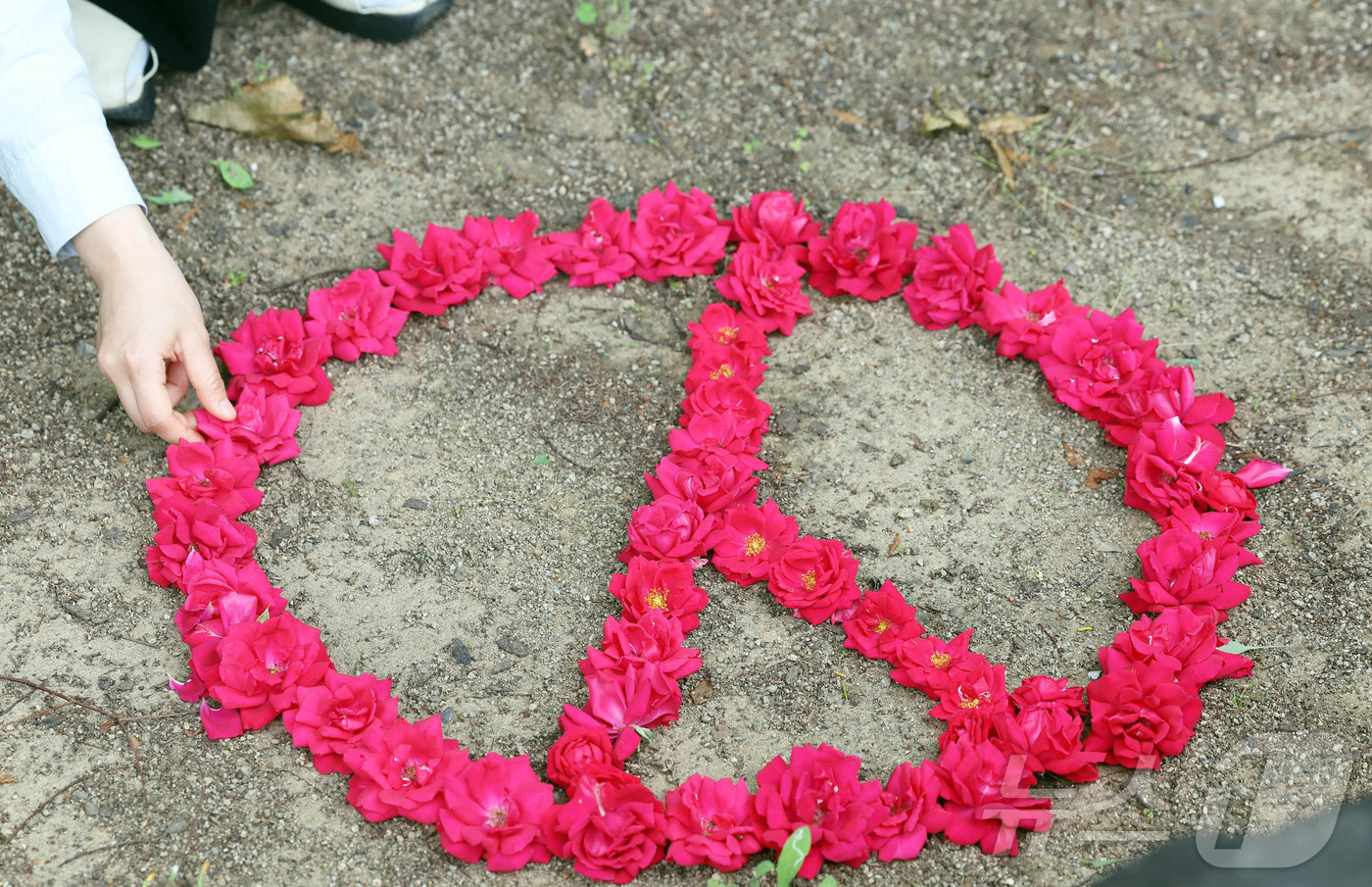 (광주=뉴스1) 박지현 기자 = 대선 D-12일을 앞둔 22일 광주 북구청 광장 가로화단에서 한 시민이 장미꽃을 이용해 투표 도장 이미지를 만들어 보고 있다. (광주 북구 제공. …