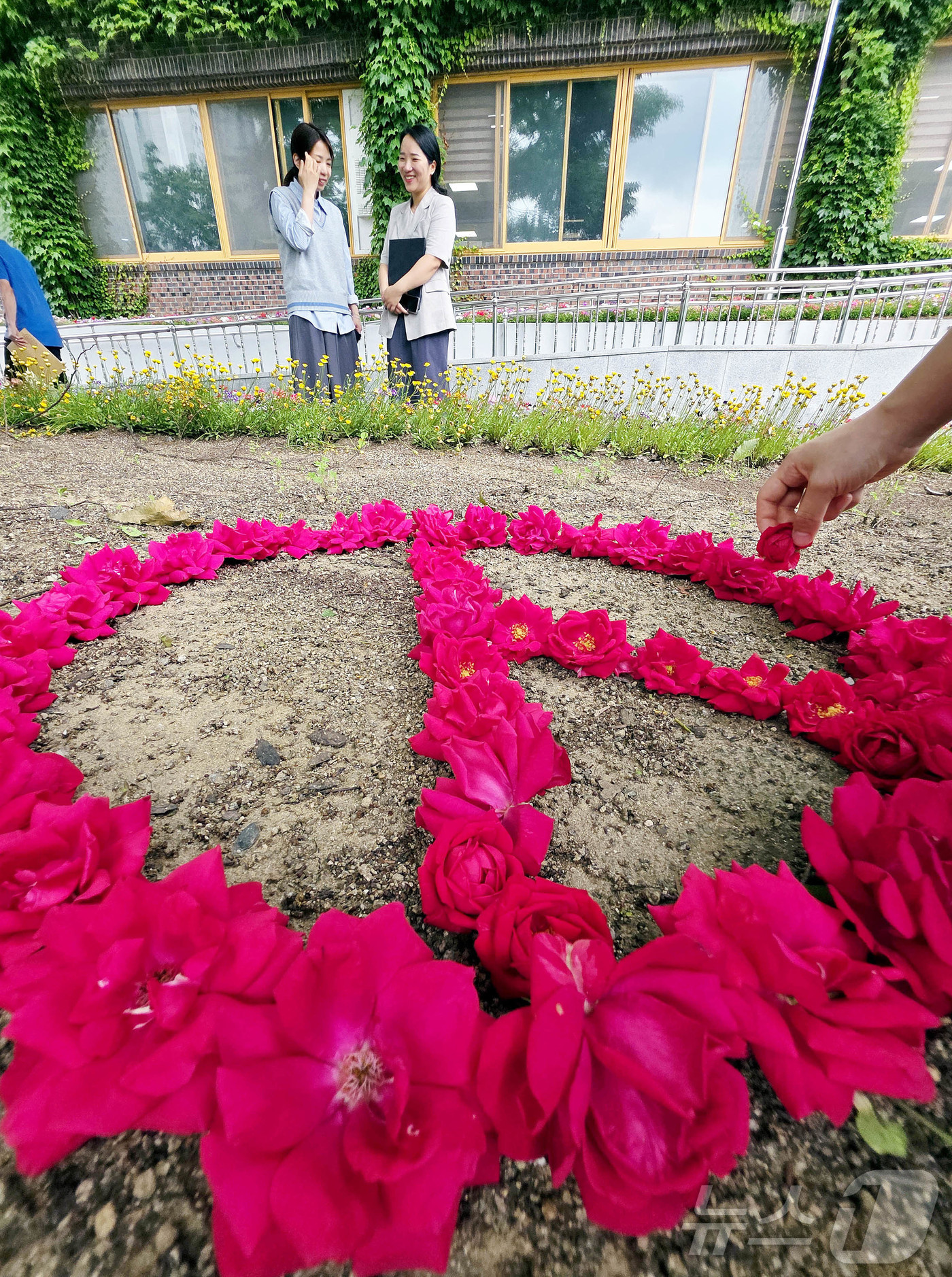 (광주=뉴스1) 박지현 기자 = 대선 D-12일을 앞둔 22일 광주 북구청 광장 가로화단에서 한 시민이 장미꽃을 이용해 투표 도장 이미지를 만들어 보고 있다. (광주 북구 제공. …