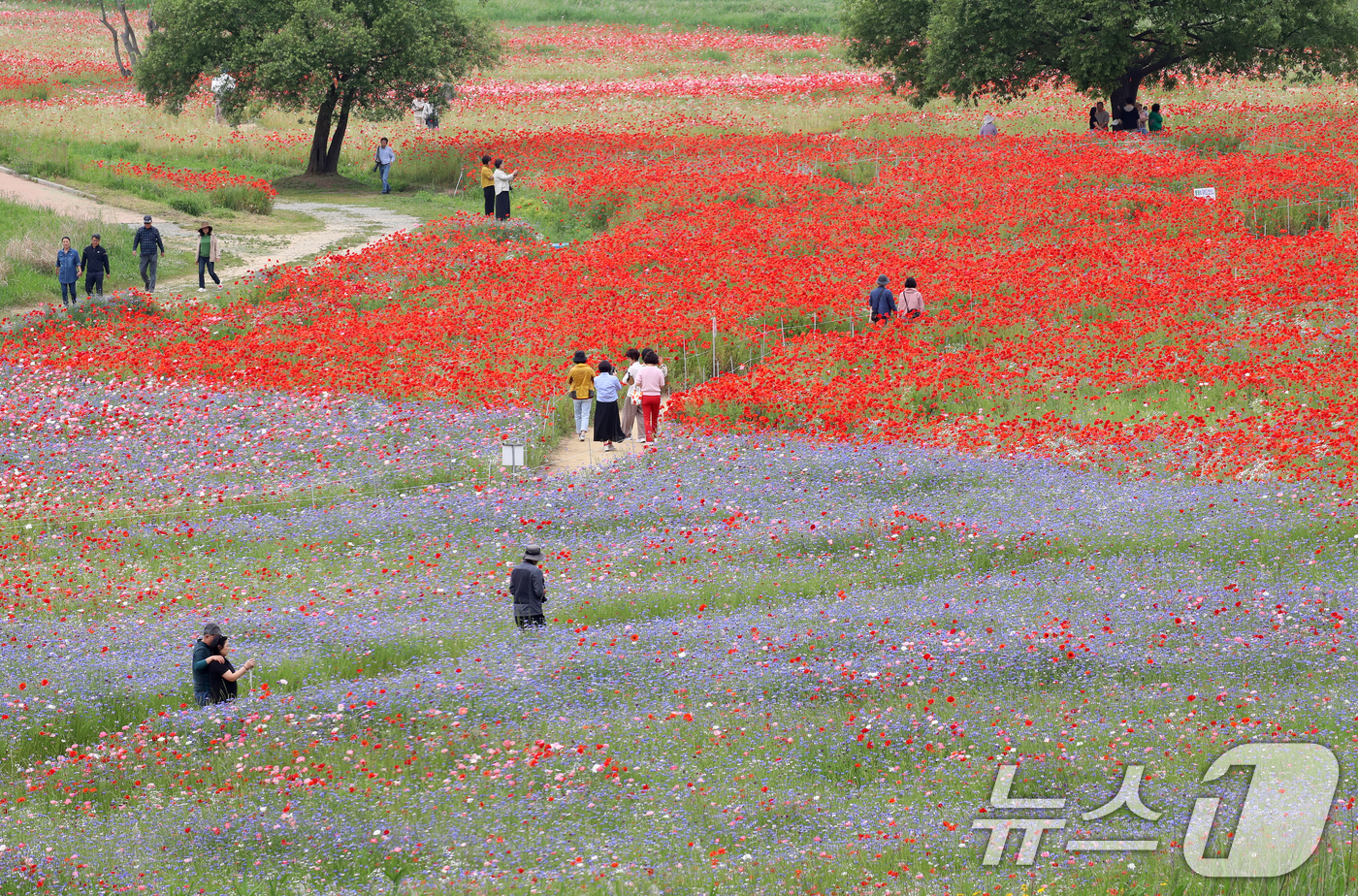 (함안=뉴스1) 윤일지 기자 = 초여름 더위가 한풀 꺾이고 선선한 날씨를 보인 23일 경남 함안군 악양둑방 둔치에 조성된 봄꽃 경관단지를 찾은 관광객들이 활짝 핀 양귀비와 수레국화 …