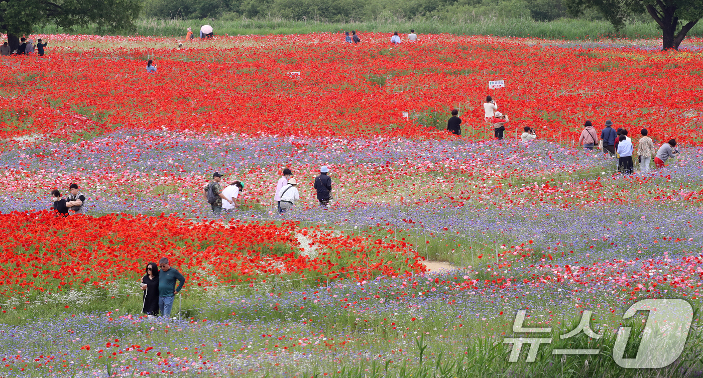 (함안=뉴스1) 윤일지 기자 = 초여름 더위가 한풀 꺾이고 선선한 날씨를 보인 23일 경남 함안군 악양둑방 둔치에 조성된 봄꽃 경관단지를 찾은 관광객들이 활짝 핀 양귀비와 수레국화 …