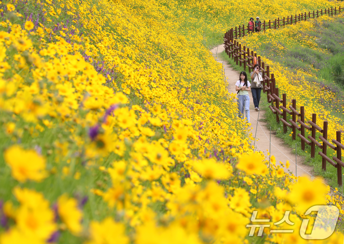 (함안=뉴스1) 윤일지 기자 = 초여름 더위가 한풀 꺾이고 선선한 날씨를 보인 23일 경남 함안군 악양생태공원을 찾은 관광객들이 활짝 핀 금계국을 감상하고 있다.  2025.5.2 …