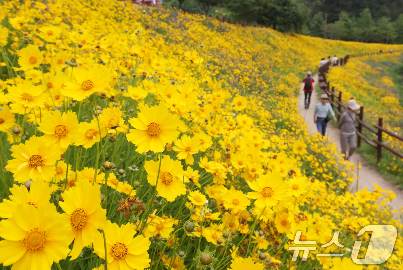 (함안=뉴스1) 윤일지 기자 = 초여름 더위가 한풀 꺾이고 선선한 날씨를 보인 23일 경남 함안군 악양생태공원을 찾은 관광객들이 활짝 핀 금계국을 감상하고 있다.  2025.5.2 …