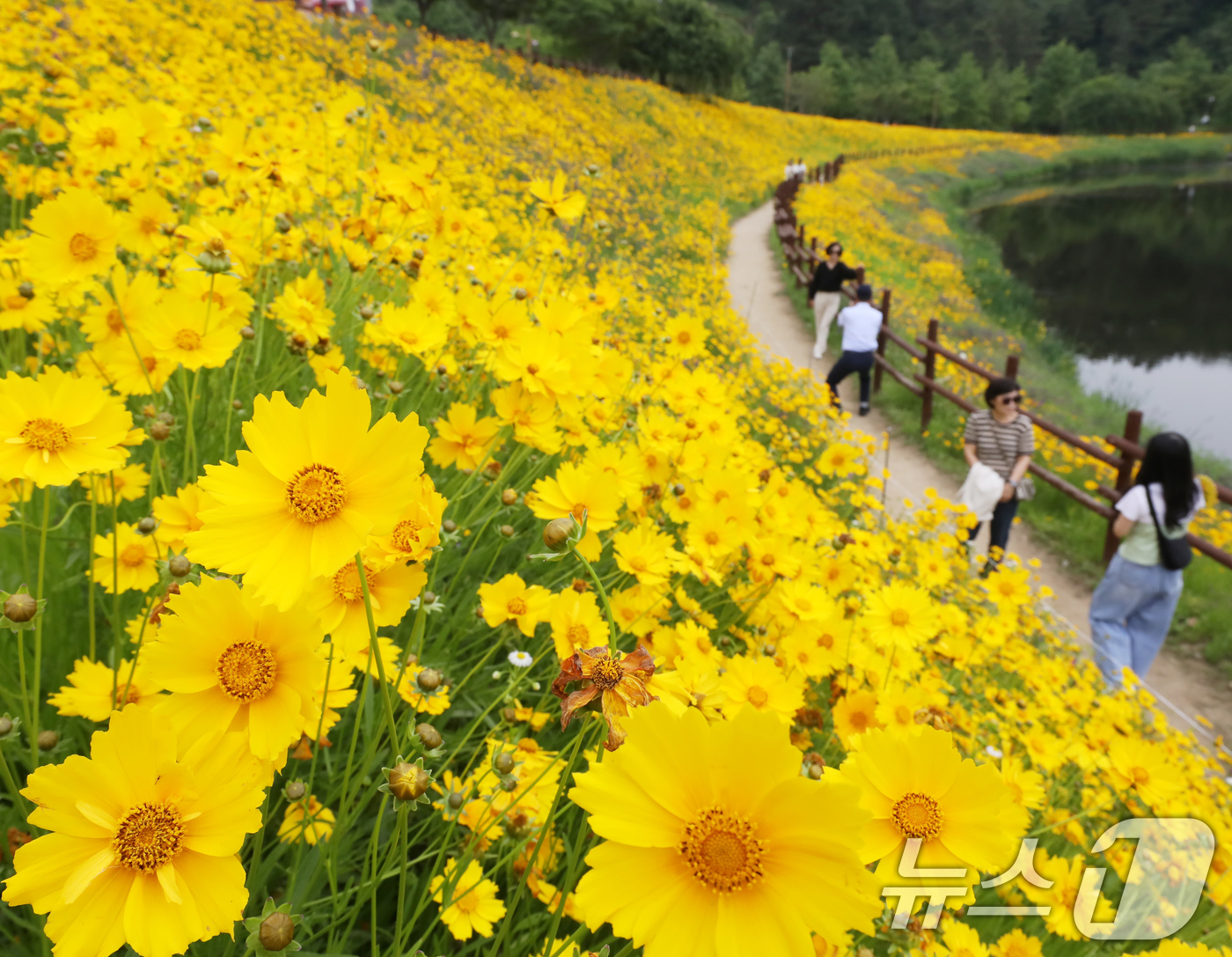 (함안=뉴스1) 윤일지 기자 = 초여름 더위가 한풀 꺾이고 선선한 날씨를 보인 23일 경남 함안군 악양생태공원을 찾은 관광객들이 활짝 핀 금계국을 감상하고 있다.  2025.5.2 …