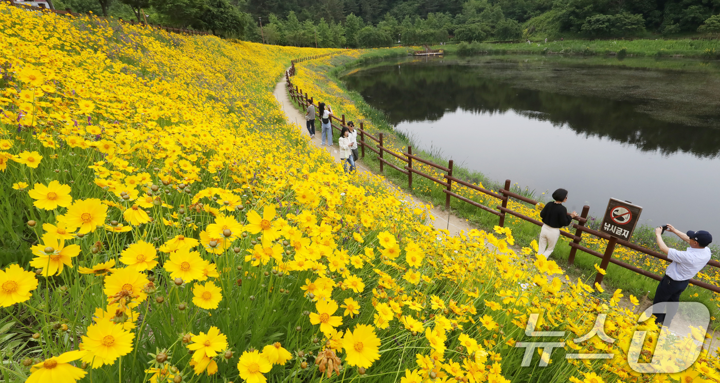 (함안=뉴스1) 윤일지 기자 = 초여름 더위가 한풀 꺾이고 선선한 날씨를 보인 23일 경남 함안군 악양생태공원을 찾은 관광객들이 활짝 핀 금계국을 감상하고 있다.  2025.5.2 …