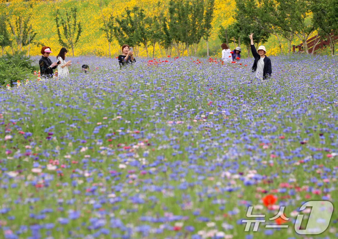 (함안=뉴스1) 윤일지 기자 = 초여름 더위가 한풀 꺾이고 선선한 날씨를 보인 23일 경남 함안군 악양생태공원을 찾은 관광객들이 활짝 핀 수레국화와 금계국을 감상하고 있다.  20 …
