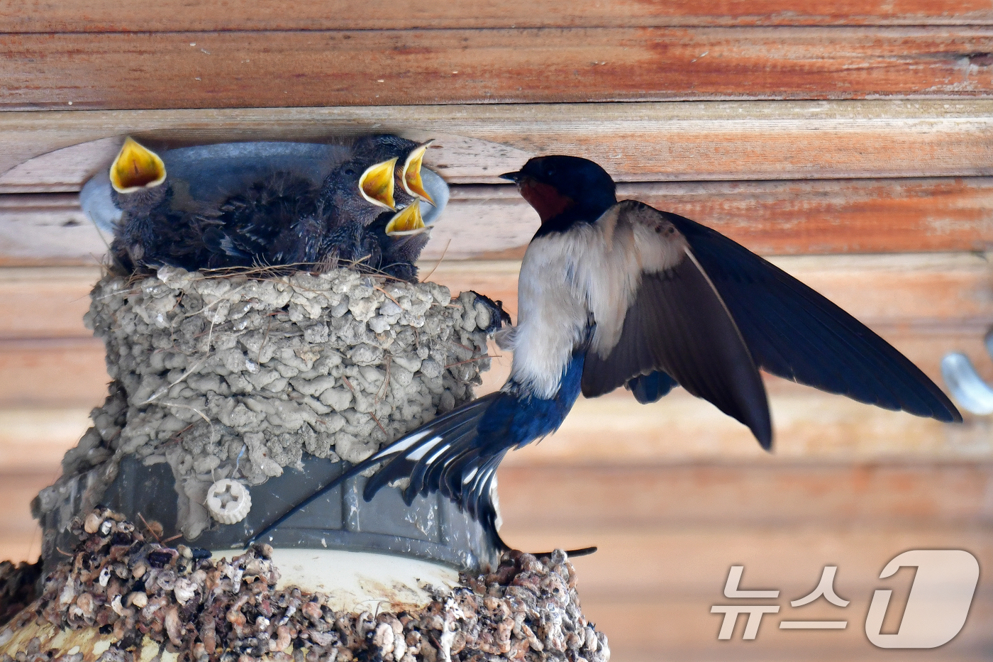 (포항=뉴스1) 최창호 기자 = 23일 경북 포항시 북구 영일대북부시장 상가 입구 전등위에 있는 제비 둥지에서 새끼들이 어미새가 물어다 주는 먹잇감을 받아먹고 위해 입을 크게 벌리 …