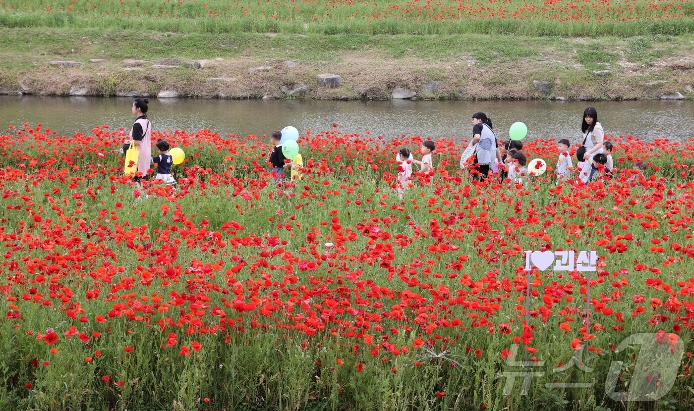 본문 이미지 - 2025 괴산빨산맛페스티벌이 열린 23일 충북 괴산 동진천변 꽃양귀비 꽃밭에 어린이들이 산책을 나왔다.&#40;괴산군 제공&#41;. 2025.5.23/뉴스1 ⓒ News1 이성기 기자
