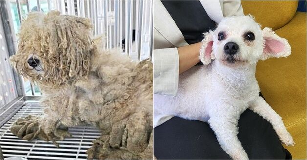 "이랬는데, 요래됐슴당"…강남 한복판에 버려진 '비숑'[가족의발견(犬)]