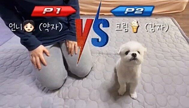 본문 이미지 - 인간과 강아지의 "저요!" 대답하기 승부, 해당 영상은 공개 3주 만에 조회수 313만 회를 돌파하며 인기를 끌고 있다(인스타그램 creammy_fresh 제공) ⓒ 뉴스1