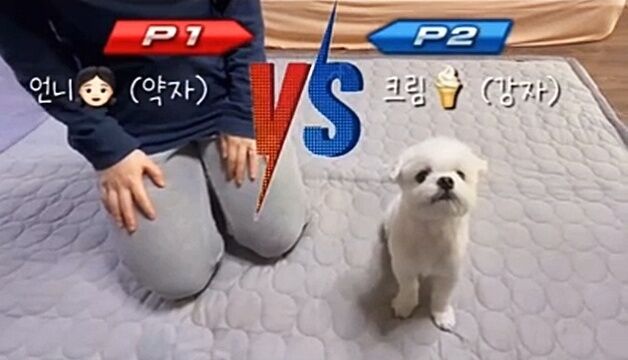 말하는 강아지 등장…"저요!" 대답 빨리하기 대결, 인간 이겼다