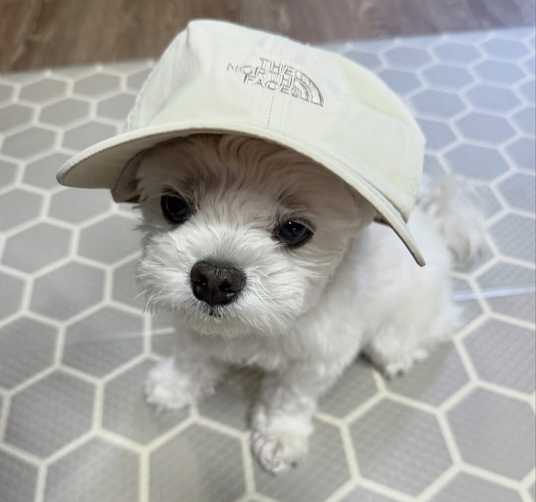 본문 이미지 - 7살 몰티즈 크림이 (인스타그램 creammy_fresh 제공) ⓒ 뉴스1