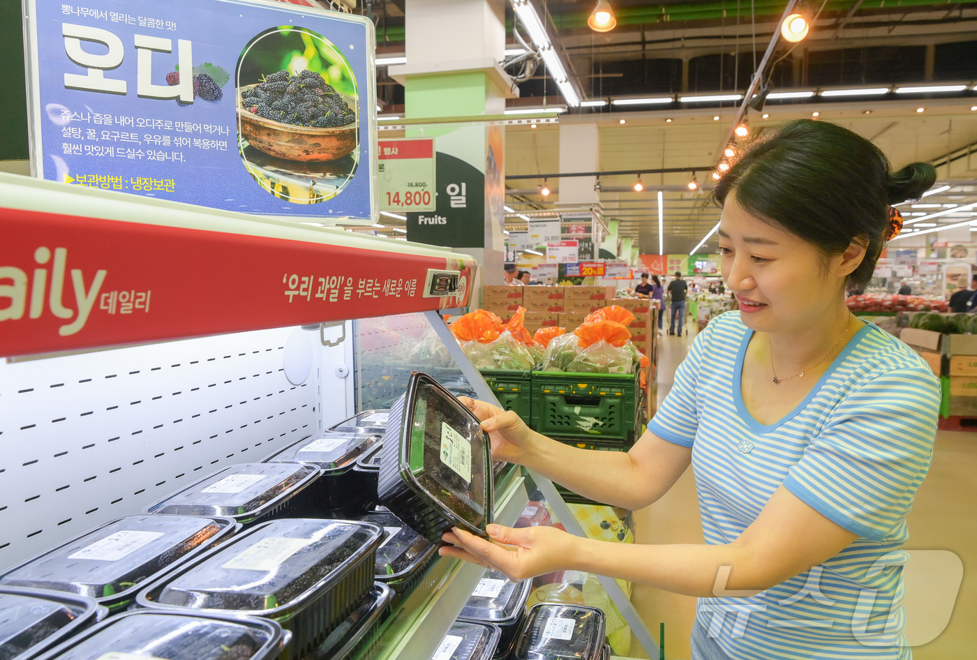 (서울=뉴스1) = 25일 서울 서초구 하나로마트 양재점에서 모델이 올해 처음 출하된 오디를 선보이고 있다. (농협유통 하나로마트 제공, 재판매 및 DB금지) 2025.5.25/뉴 …