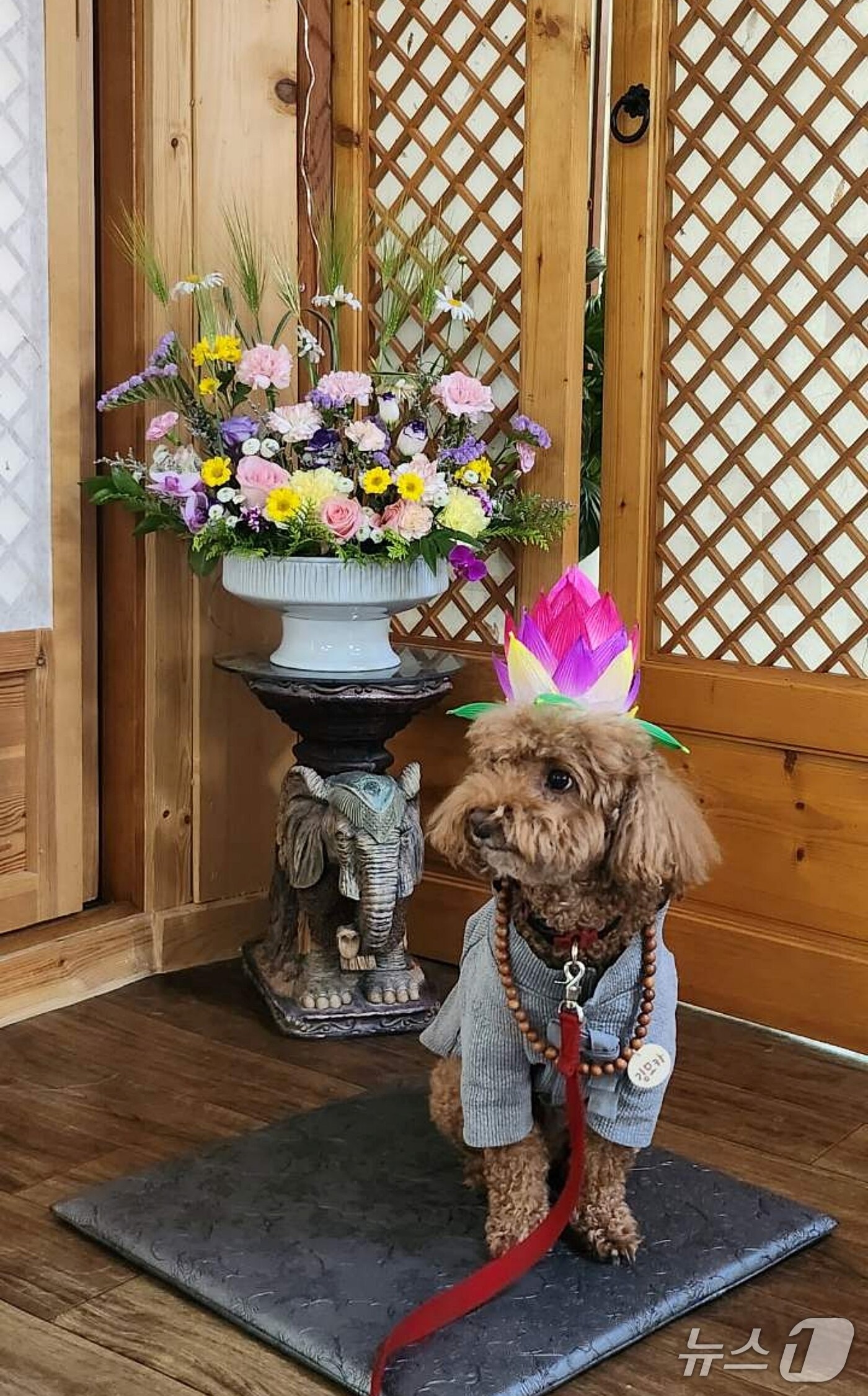 본문 이미지 - 지난 24일 충북 증평 미륵사에서 열린 '댕플스테이'에 참가한 반려견이 연꽃 모자를 쓰고 있다.(증평군 제공, 재판매 및 DB금지)/뉴스1