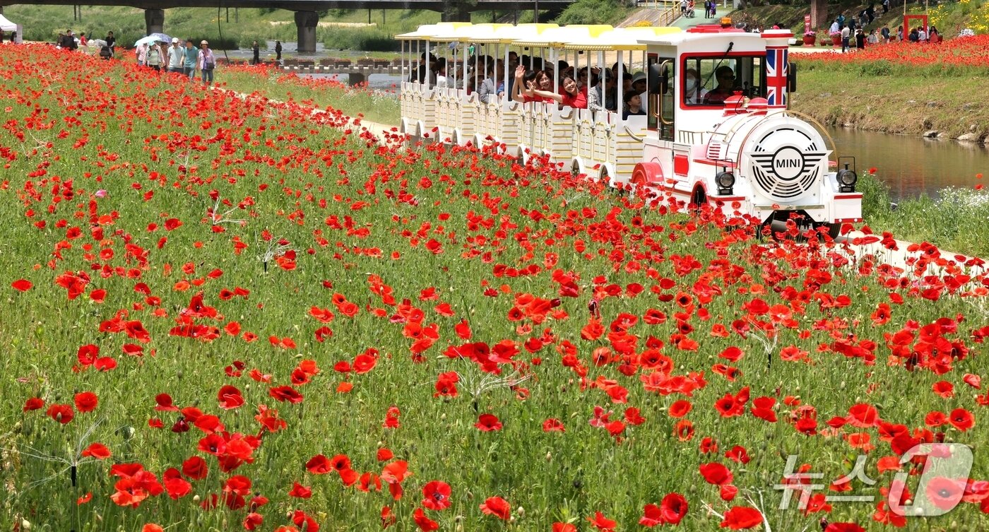 본문 이미지 - 2025 괴산 빨간맛페스티벌이 열리고 있는 괴산 동진천 양귀비 꽃밭을 꽃기차가 지나고 있다.&#40;괴산군 제공, 재판매 및 DB금지&#41;/뉴스1