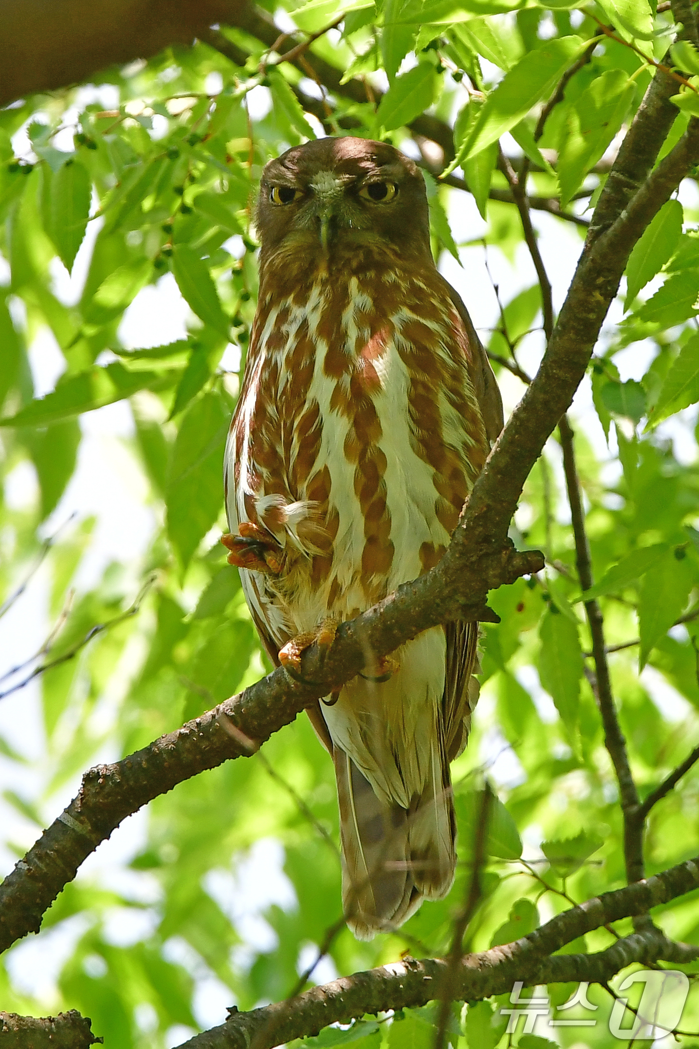 (경주=뉴스1) 최창호 기자 = 25일 경북 경주시 황성공원 나뭇가지 위에 천연기념물 324-3호 솔부엉이가 앉아 있다. 2025.5.25/뉴스1