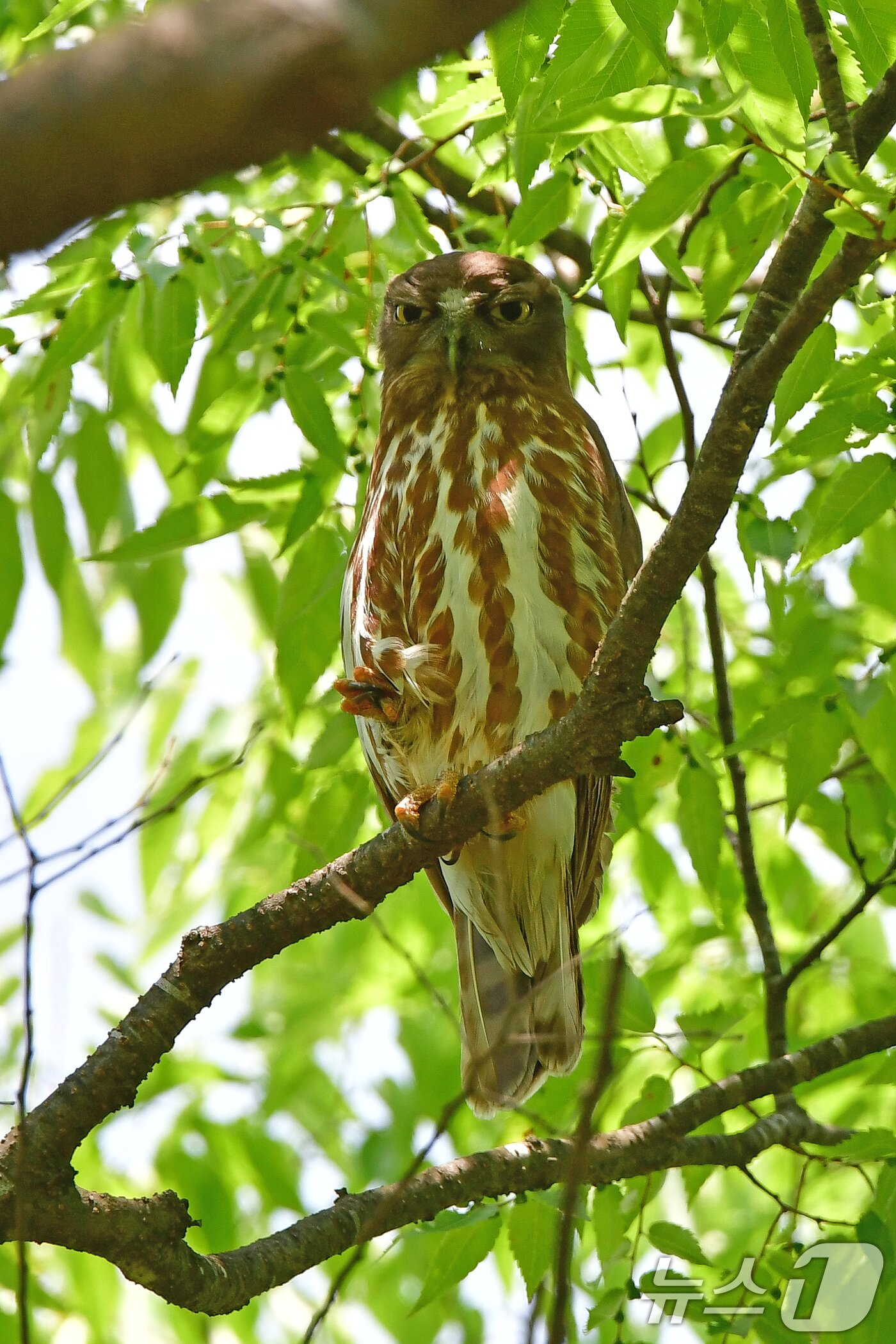 본문 이미지 - 25일 경주 황성공원 나뭇가지 위에 천연기념물 324-3호인 솔부엉이가 앉아 있다. 2025.5.25/뉴스1 ⓒ News1 최창호 기자