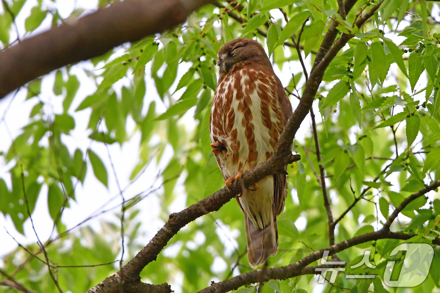(경주=뉴스1) 최창호 기자 = 25일 경북 경주시 황성공원 나뭇가지 위에 천연기념물 324-3호 솔부엉이가 낮잠을 자고 있다. 2025.5.25/뉴스1