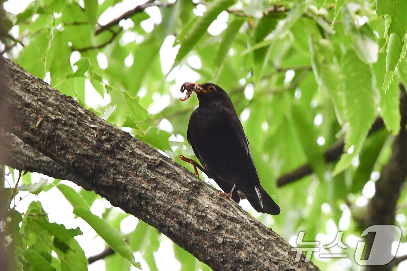 본문 이미지 - 25일 경북 경주시 황성공원 숲 속에 둥지를 튼 대륙검은지빠귀가 먹잇감을 물어다 나르고 있다. 2025.5.25/뉴스1 ⓒ News1 최창호 기자