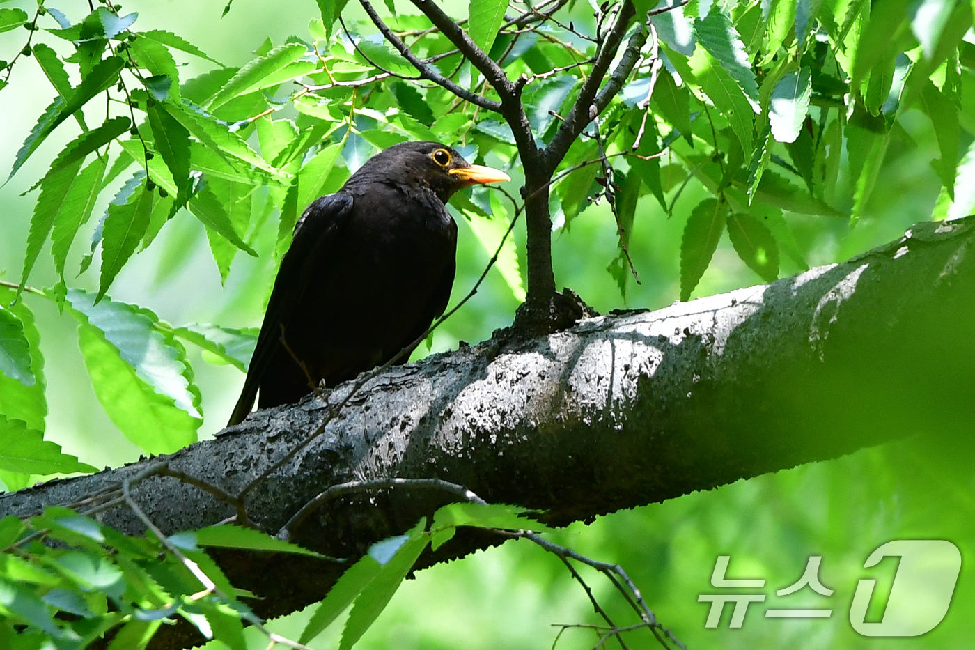 (경주=뉴스1) 최창호 기자 = 25일 경북 경주시 황성공원 숲 속에 둥지를 튼 대륙검은지빠귀가 둥지 주변을 살펴보고 있다.대륙검은지빠귀는 중국에서는 자주 볼 수 있지만 국내에서는 …