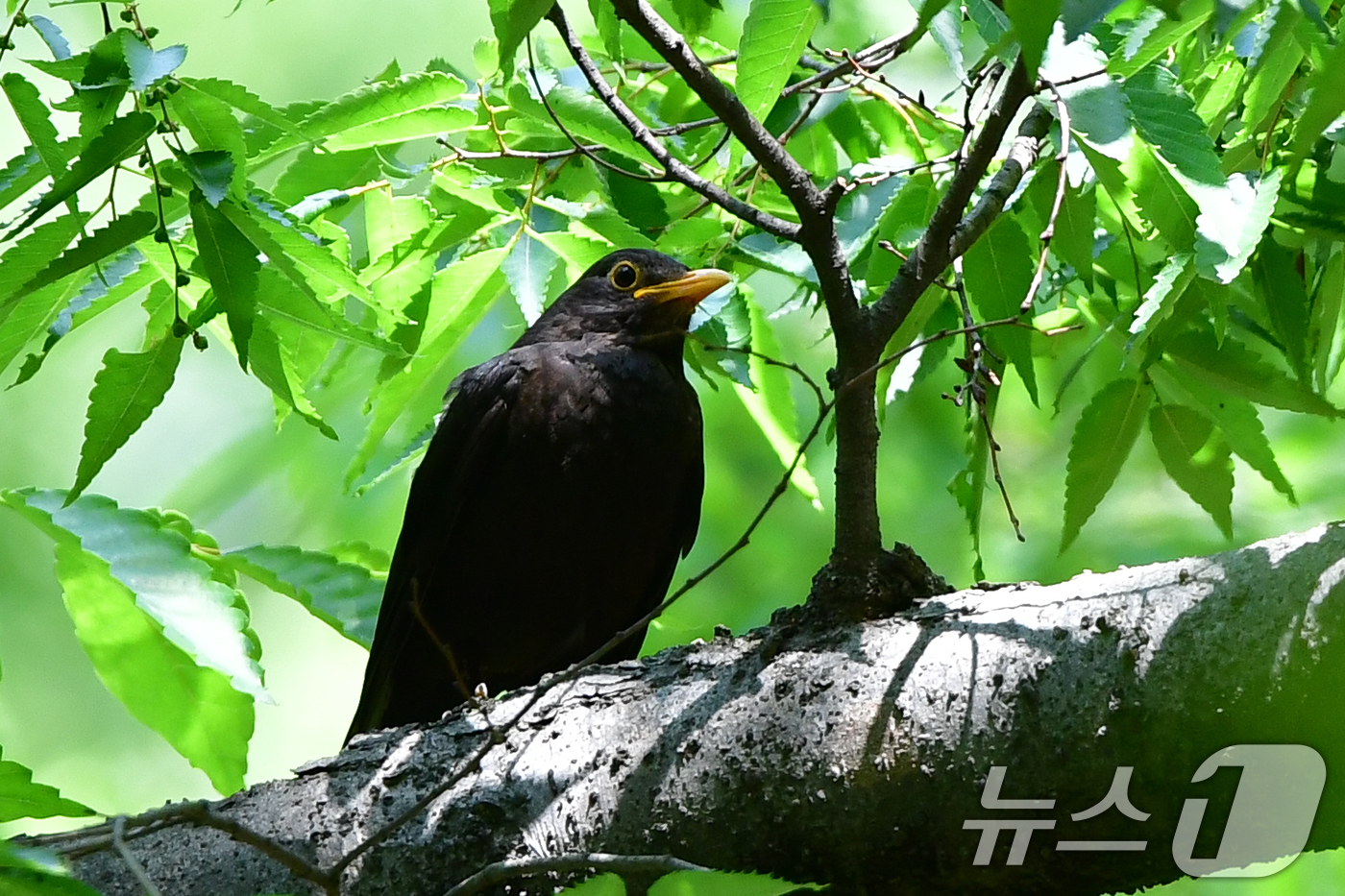 (경주=뉴스1) 최창호 기자 = 25일 경북 경주시 황성공원 숲 속에 둥지를 튼 대륙검은지빠귀가 둥지 주변을 살펴보고 있다.대륙검은지빠귀는 중국에서는 자주 볼 수 있지만 국내에서는 …