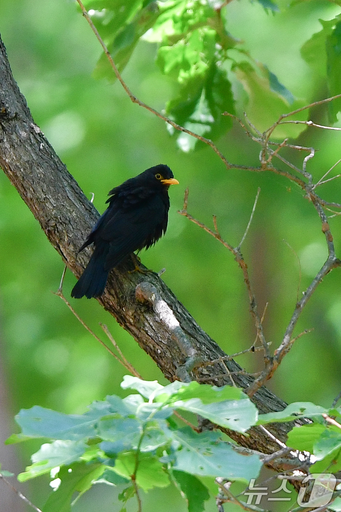 (경주=뉴스1) 최창호 기자 = 25일 경북 경주시 황성공원 숲 속에 둥지를 튼 대륙검은지빠귀가 둥지 주변을 살펴보고 있다.대륙검은지빠귀는 중국에서는 자주 볼 수 있지만 국내에서는 …