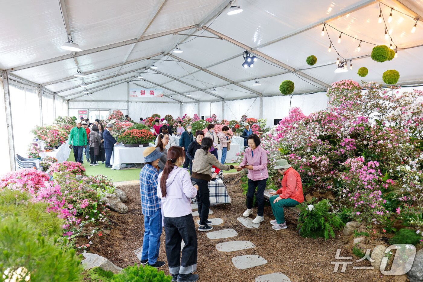 본문 이미지 - 41회 단양 소백산철쭉제 철쭉 야생화 테마관.(단양군 제공, 재판매 및 DB금지)/뉴스1 