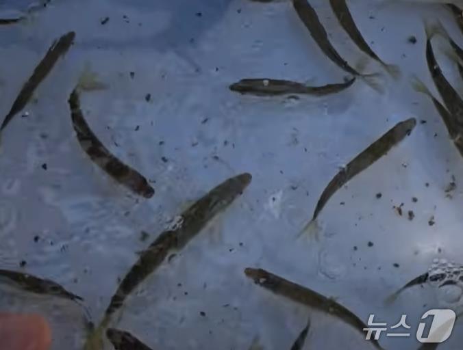 본문 이미지 - 청계천에서 발견된 피라미.(서울시설공단 제공)