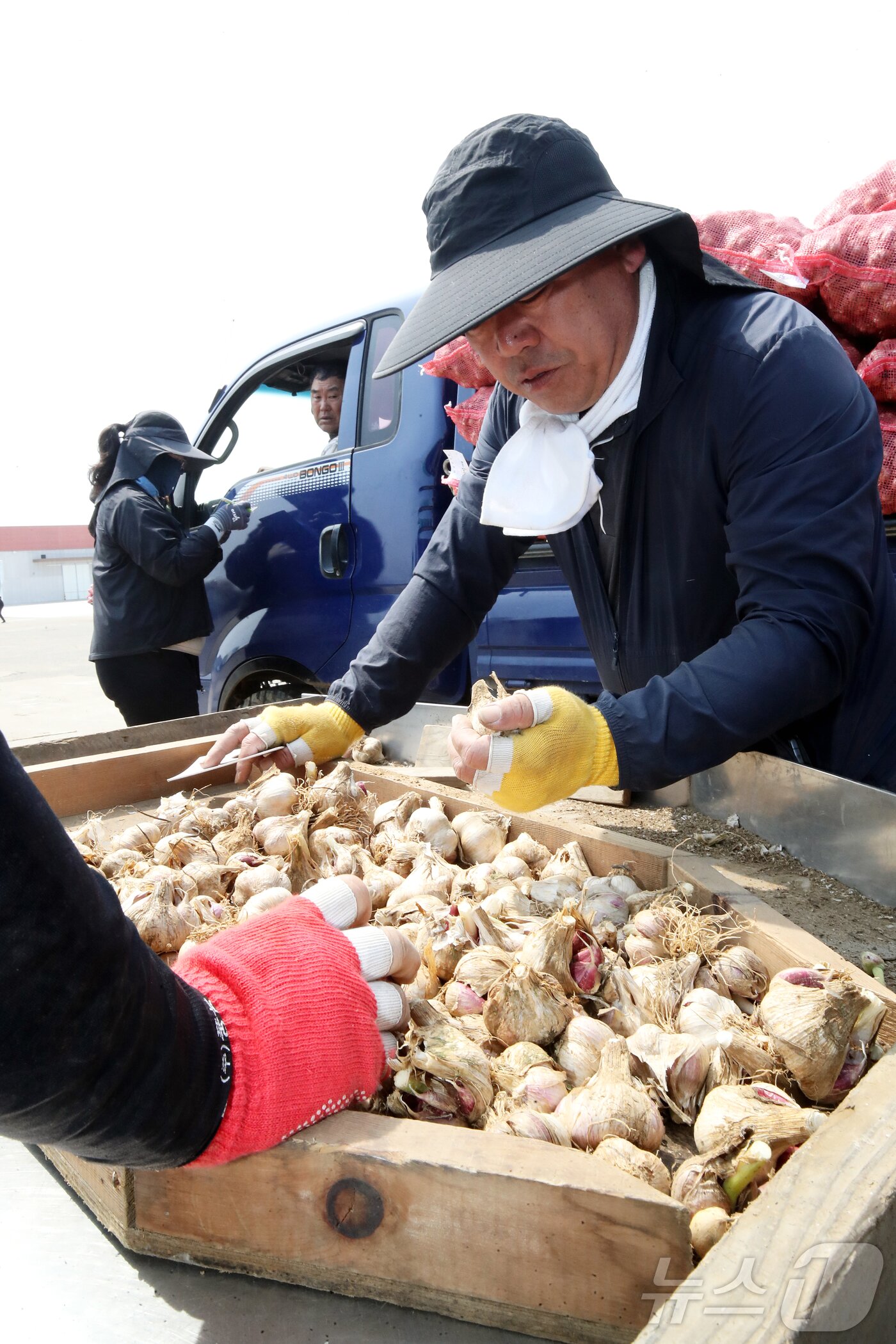본문 이미지 - 26일 오전 제주 서귀포시 대정농협 유통사업소에서 전국에서 처음으로 올해산 마늘 수매 작업이 이뤄지고 있다. 수매가는 ㎏당 4300원으로 역대 두 번째로 높다. 2025.5.26/뉴스1 ⓒ News1 오미란 기자