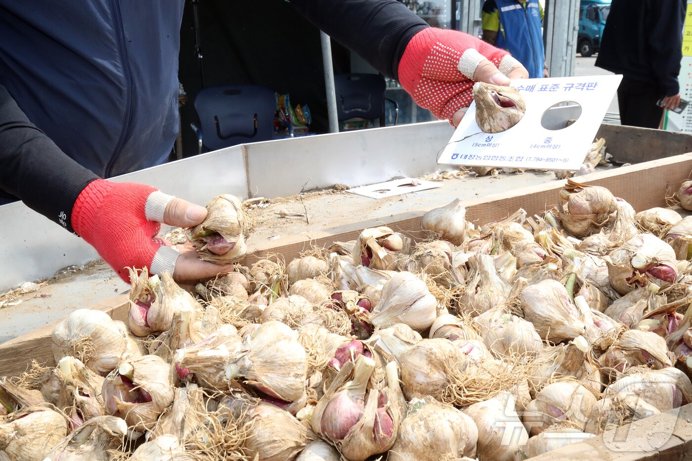 본문 이미지 - 26일 오전 제주 서귀포시 대정농협 유통사업소에서 전국에서 처음으로 올해산 마늘 수매 작업이 이뤄지고 있다. 수매가는 ㎏당 4300원으로 역대 두 번째로 높다. 2025.5.26/뉴스1 ⓒ News1 오미란 기자