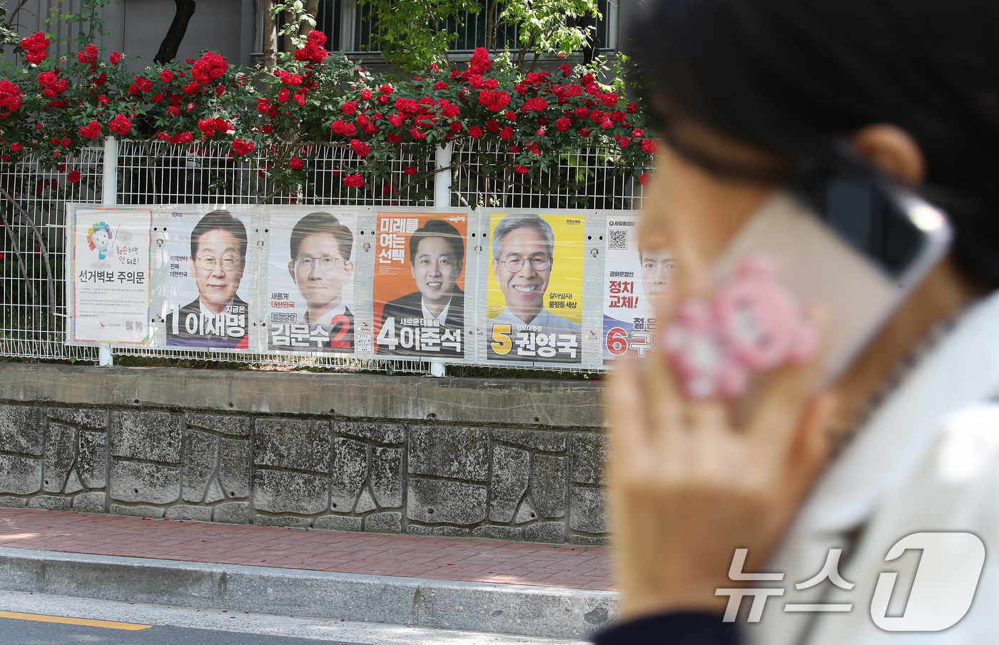 (대구=뉴스1) 공정식 기자 = 제21대 대통령선거 사전투표가 사흘 앞으로 다가온 26일 대구 중구 남산동 한 아파트 울타리 장미꽃 아래 붙은 후보자들의 선거 벽보 앞을 시민들이 …