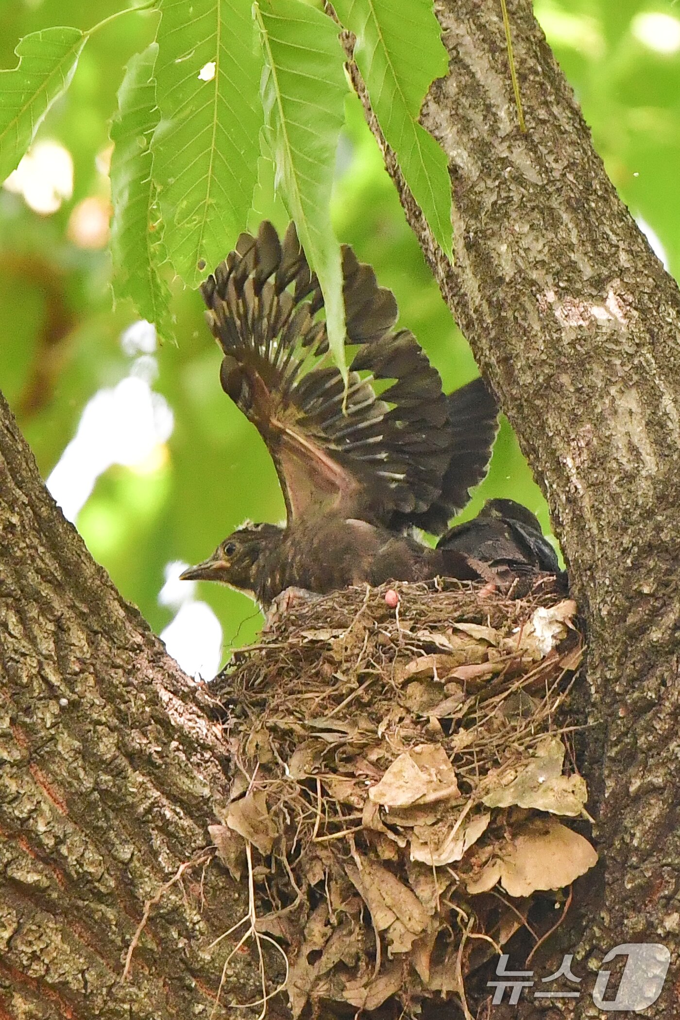 본문 이미지 - 26일 경주 황성공원에서 대륙검은지빠귀 새끼가 둥지를 떠날 준비를 하고 있다. 2025.5.26/뉴스1 ⓒ News1 최창호 기자