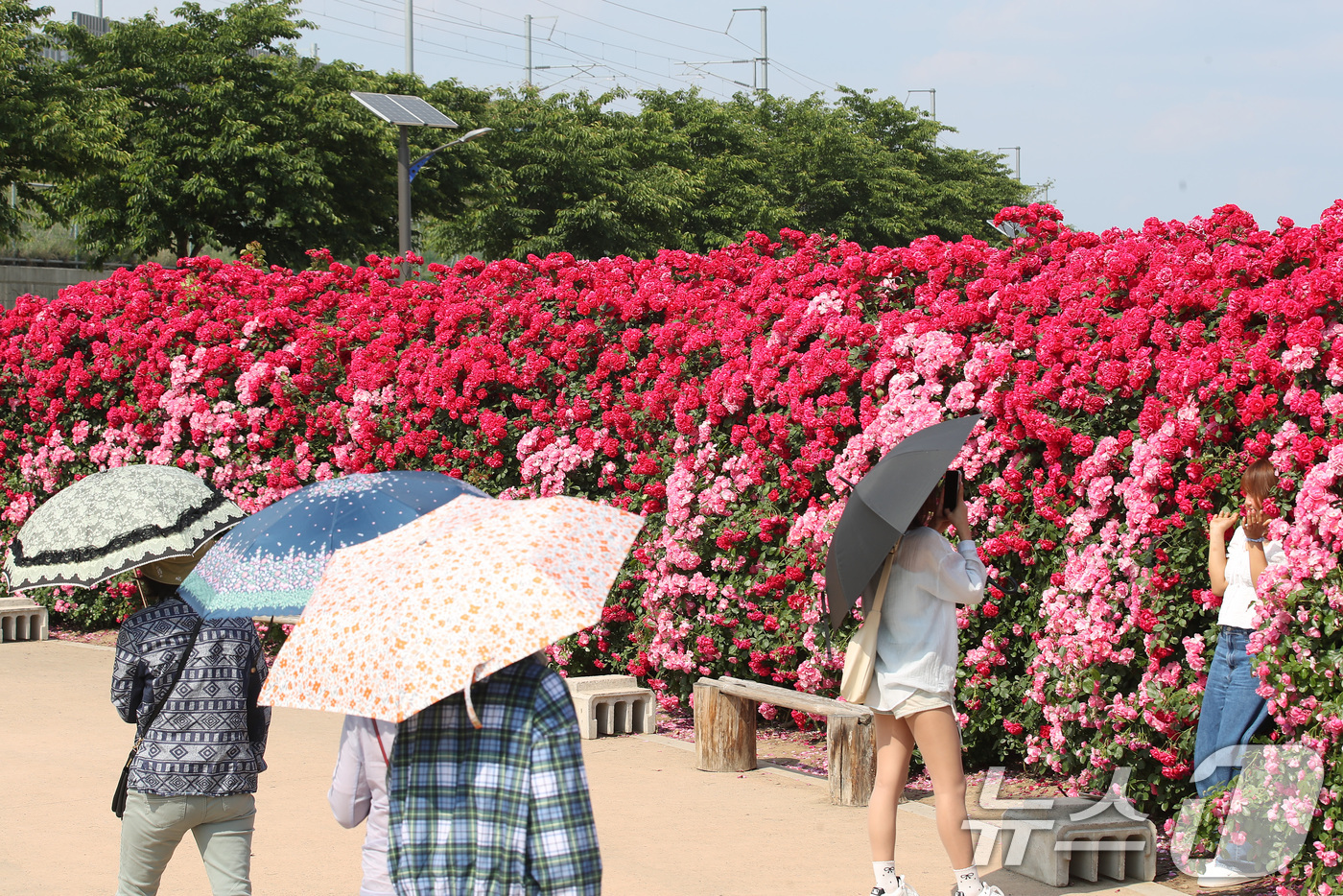 (경산=뉴스1) 공정식 기자 = 26일 오후 경북 경산시 하양읍 대부잠수교 인근 하양경관농업단지에 마련된 장미터널을 찾은 시민들이 곱게 핀 장미를 감상하고 있다. 2025.5.26 …