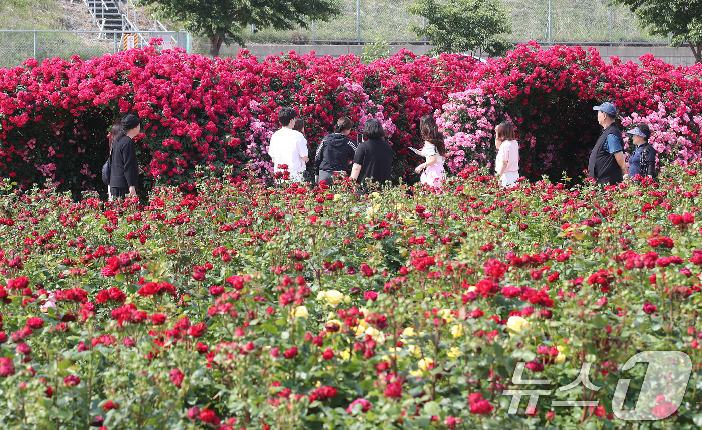 (경산=뉴스1) 공정식 기자 = 26일 오후 경북 경산시 하양읍 대부잠수교 인근 하양경관농업단지에 마련된 장미터널을 찾은 시민들이 곱게 핀 장미를 감상하고 있다. 2025.5.26 …