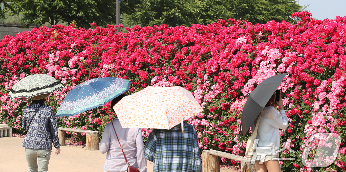 (경산=뉴스1) 공정식 기자 = 26일 오후 경북 경산시 하양읍 대부잠수교 인근 하양경관농업단지에 마련된 장미터널을 찾은 시민들이 곱게 핀 장미를 감상하고 있다. 2025.5.26 …