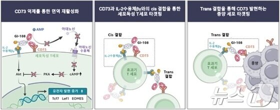 본문 이미지 -  대사면역항암제 후보물질 &#39;GI-108&#39; 기전 모식도.&#40;지아이이노베이션 제공&#41;/뉴스1