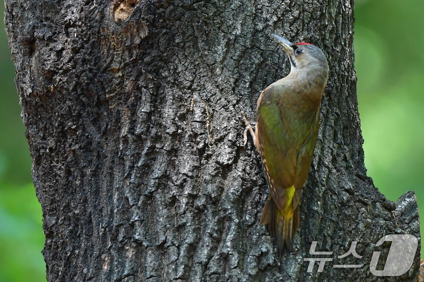 본문 이미지 - 27일 경주 황성공원 숲에서 청딱따구리 한마리가 나무에 앉아있다. 2025.5.27/뉴스1 ⓒ News1 최창호 기자